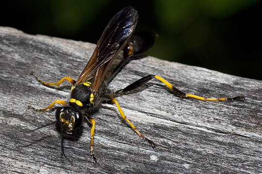 Mud duaber wasp