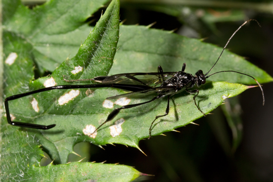 Pelecinus polyturator