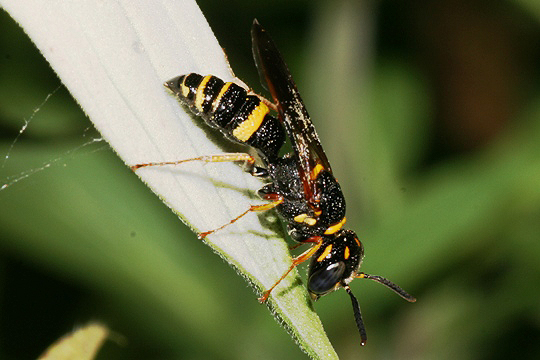 Philanthus gibbosus