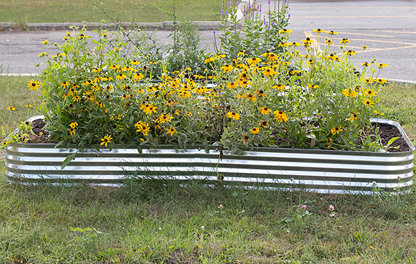 Galvanised steel containers for school gardens