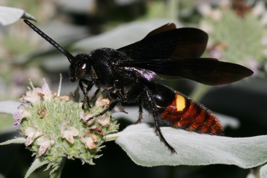 Scolia dubia