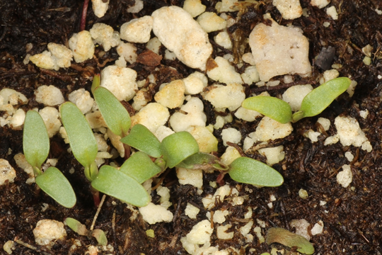 Seedlings in pot