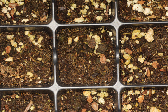 Starter trays