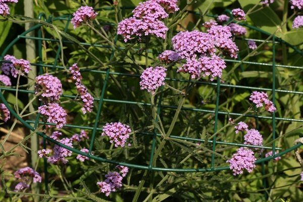 Horizontal trellisses are good for providing support to plants that have a few individual stems