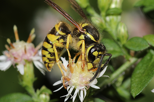 Vespula maculifrons pollinating Upland White Aster