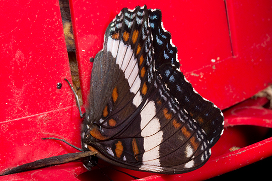White_admiral_underside