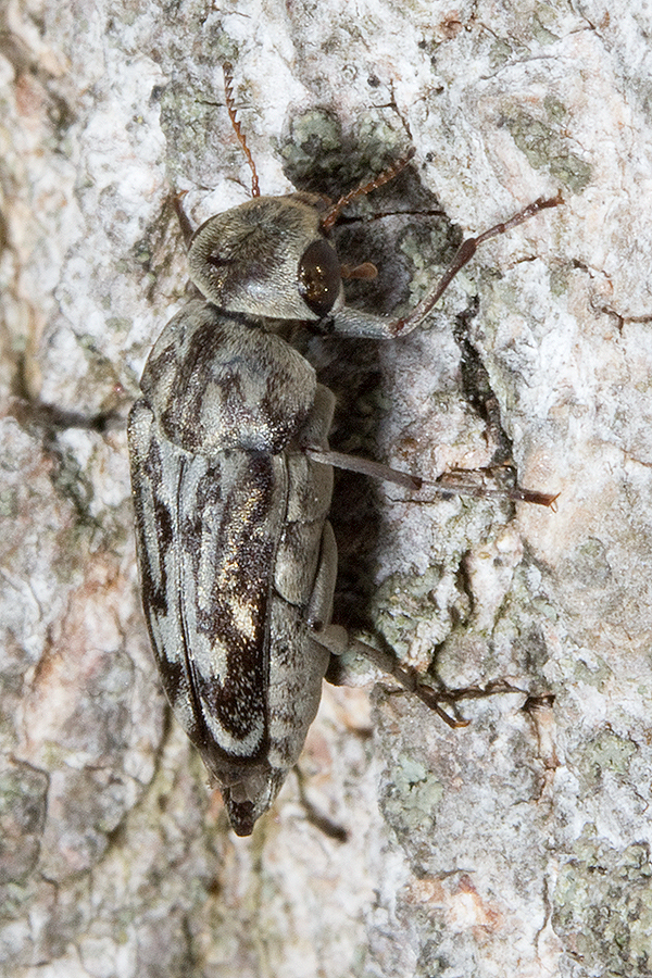 Yakuhananomia bidentata