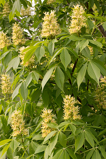 Ohio buckeye in flower