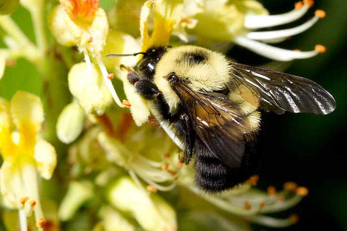 Ohio Buckeye with Queen bumblebee  Bombus bimaculatus