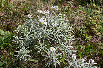 Anaphalis margaritacea for wildlife gardens