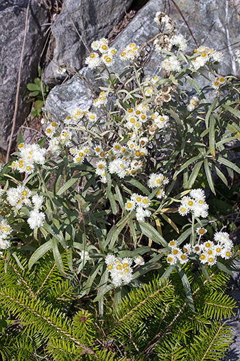 Anaphalis margaritacea in flower