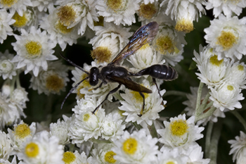 Anaphalis margaritacea with Isodontia wasp