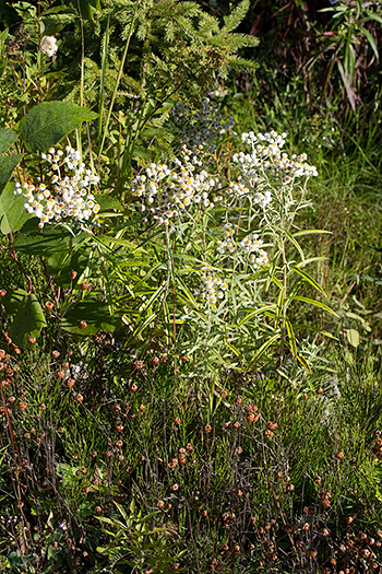 Anaphalis margaritacea grows in areas where soils remain moist