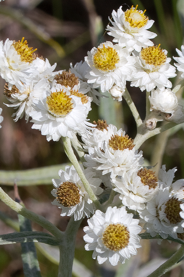 Male flowers of Pearly Everlasting