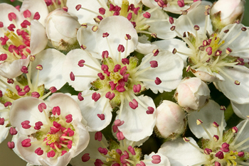 Flowers of Aronia melanocarpa