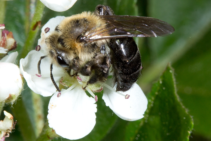 Aronia with mining bee