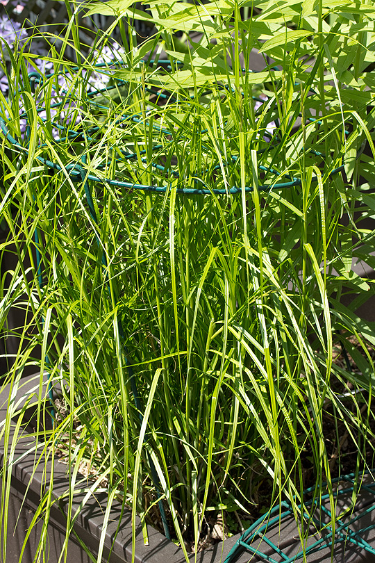 Carex muskingumensis