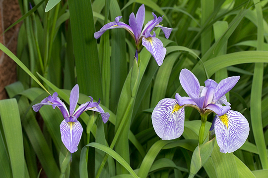 Irises flower in spring
