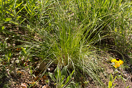 Sporobolus heterolepis