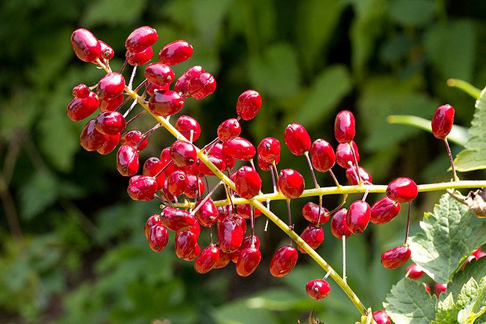 Actaea rubra with berries