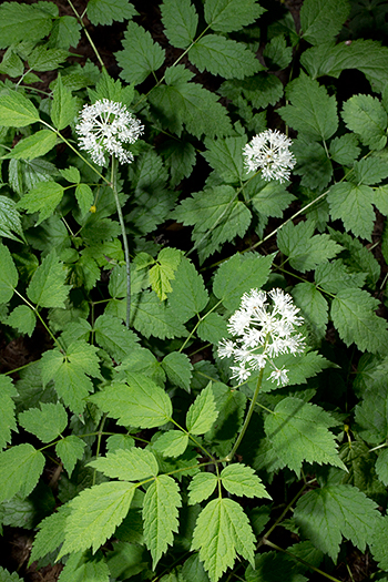 The flowers of red baneberry