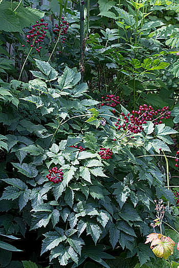 Actaea rubra