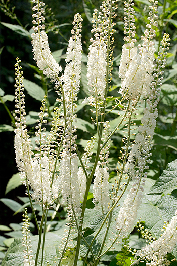 Black Cohosh Flowerheads