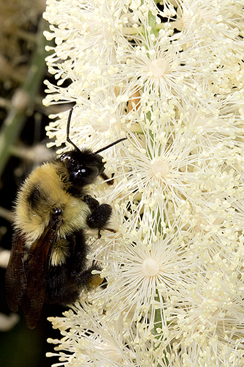 Actaea racemosa with bee