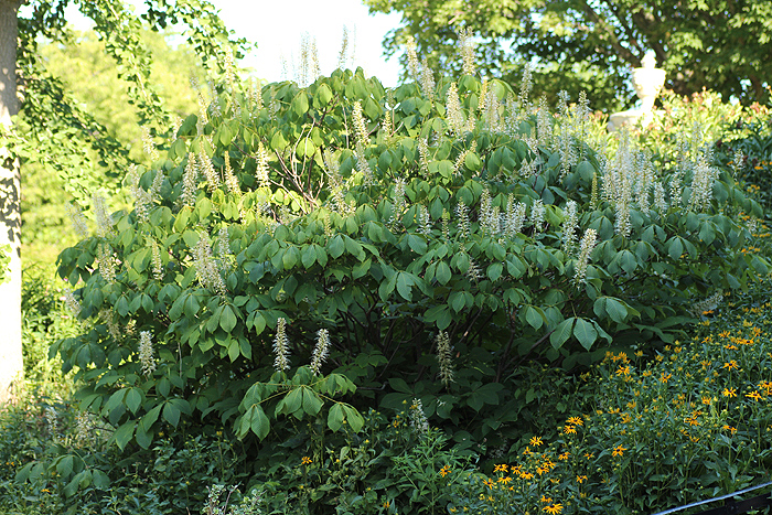 Aesculus parviflora