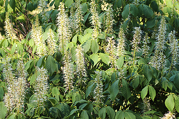 Racemes of Aesculus parviflora