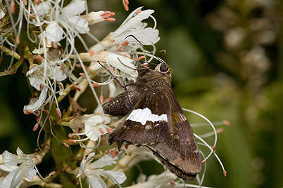 Aesculus with silver spotted skipper
