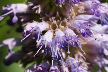 Agastache foeniculum