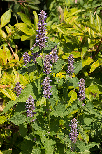 Agastache foeniculum