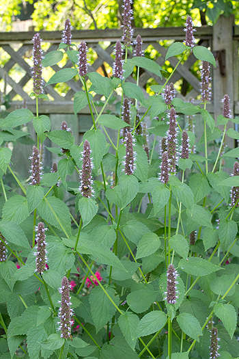 Agastache scrophularia