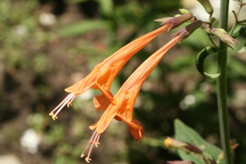 Agastache Apricot
