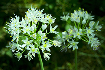 Allium canadense in flower