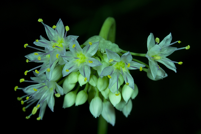 Allium canadense flowerhead