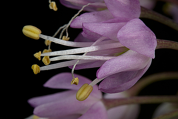 Individual flower of Allium cernuum, nodding wild onion.
