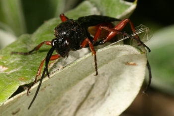 American painted lady parasitoid
