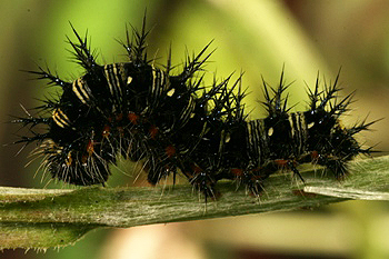 American painted lady caterpillar