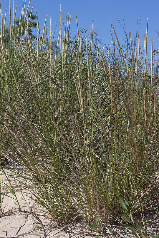Ammophila breviligulata