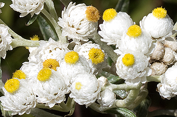 Female flowers of Anaphalis margaritacea