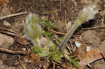 Anemone patens emerging with hairly leaves
