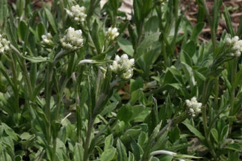 Antennaria plantagifolia