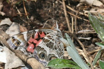 American painted lady laying an egg on Antennaria