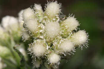 Antennaria flower