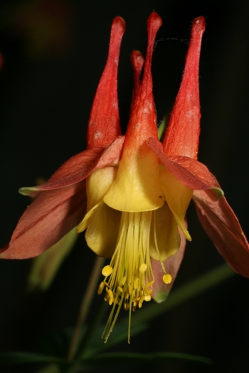 Canadian columbine