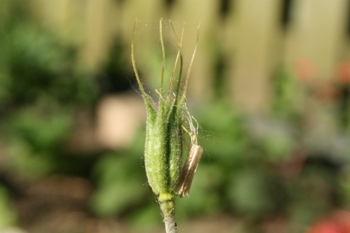 Aquilegia canadensis - Flower Pod
