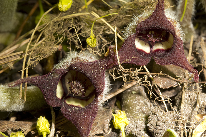 Wild ginger flowers