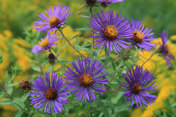 New England Aster